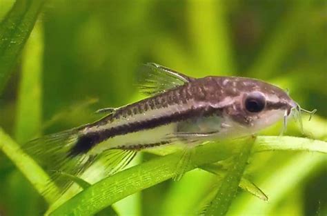 micro fish|Pygmy Corydoras (Corydoras pygmaeus): The Tiny Schooling .
